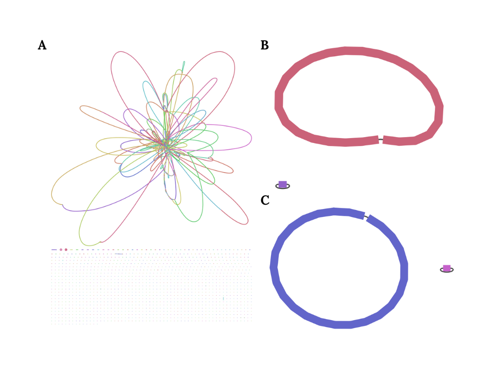 Figure 4. Contigs graphs: (A) Illumina, (B), Nanopore (C) PacBio