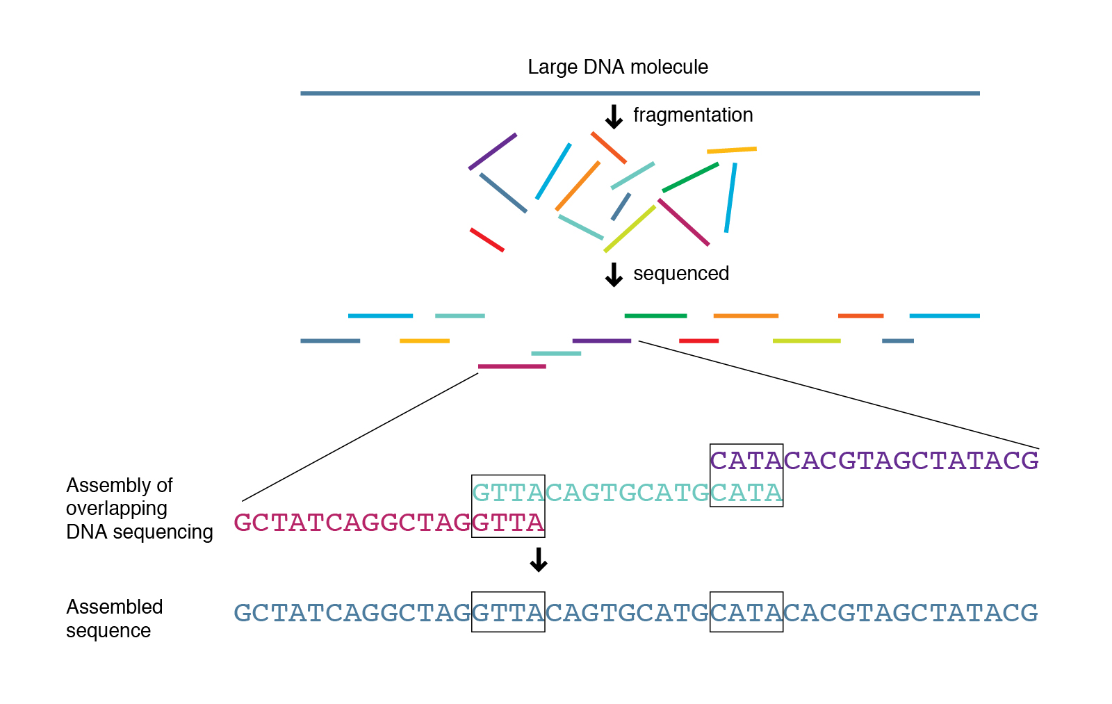 Figure 1. Illustration of Assembling Genome from Sequence Reads
