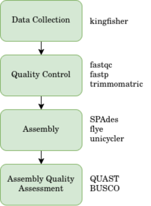 Figure 2. General Genome Assembly Pipeline Overview