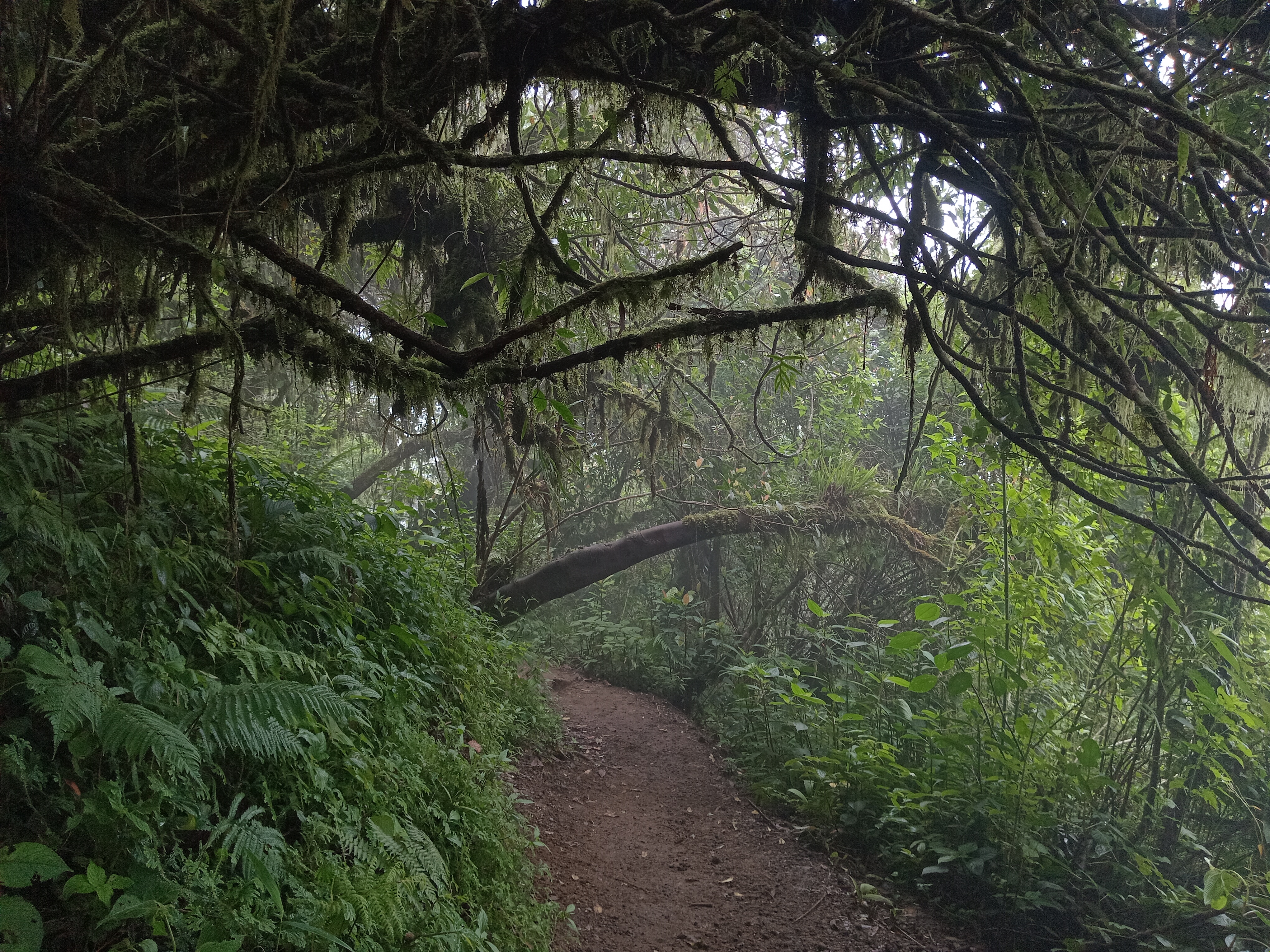 Mount Kembang Hiking Track Surrounded With Dense Forest